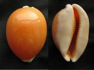 大赤旋螺