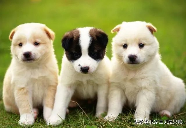 狗狗可以有多粘人?