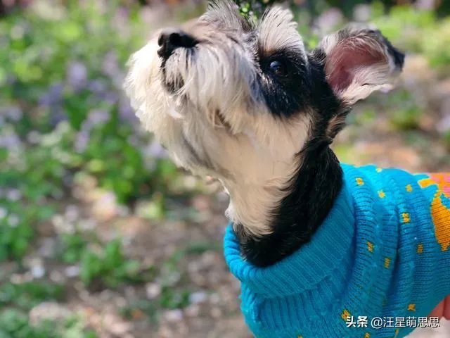 狗狗可以有多粘人?