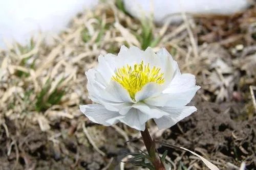 极挑嘉宾摘国家二级保护植物,是节目组安排还是个人行为?
