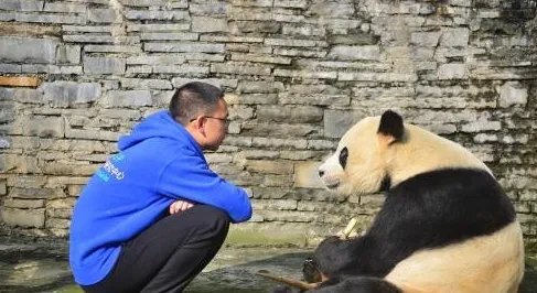 成都熊猫鹏鹏不治身亡究竟得了什么病?