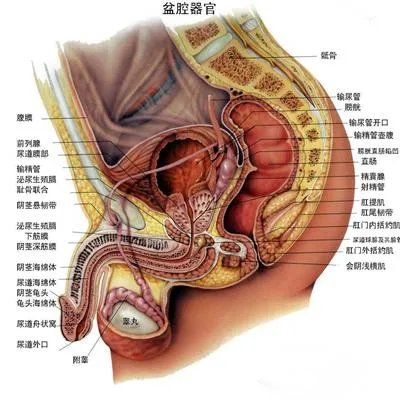 男性可以吃什么补精