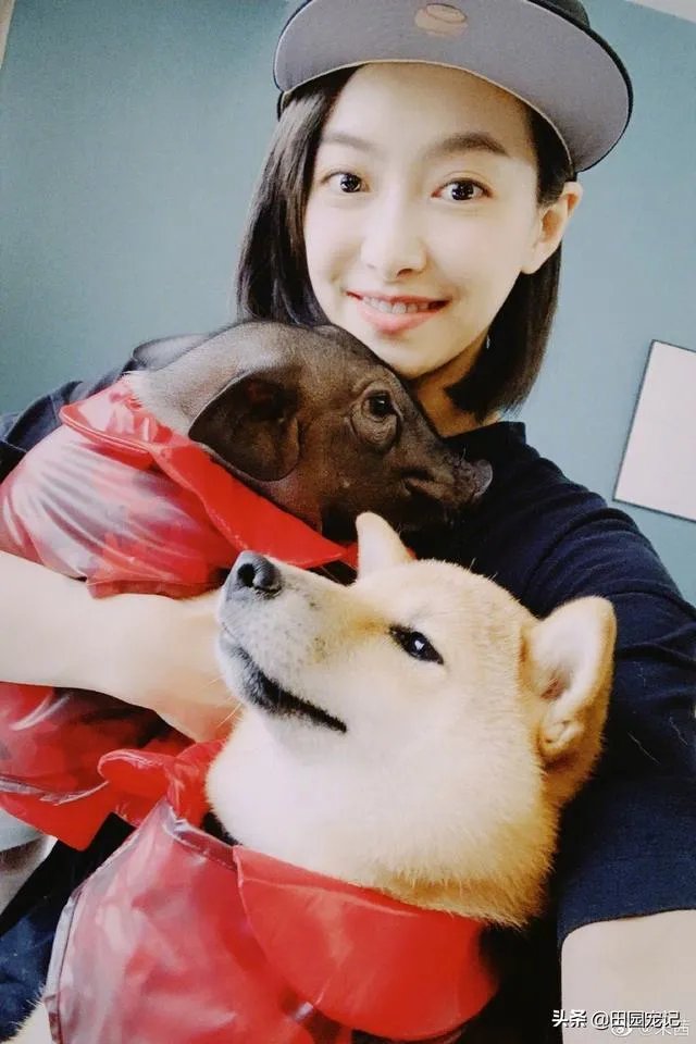 你知道哪些明星,在家养有什么样的宠物呢?