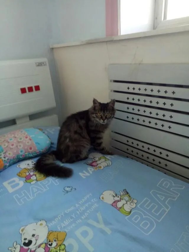 猫好养吗