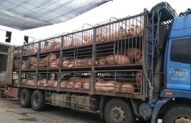 运猪车侧翻20吨活猪遭村民疯抢 网友:原来抢猪不分国界啊