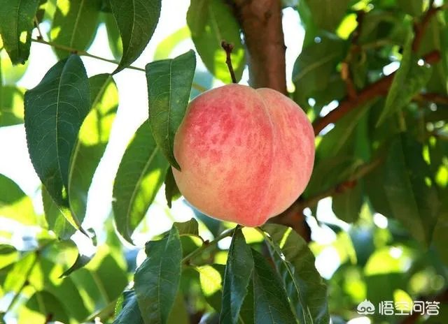 成都的葡萄酒市场有没有降价呢?