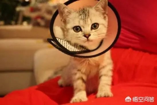 猫好养吗