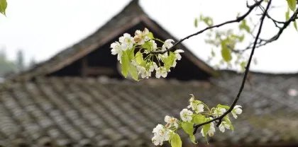 清明节常识