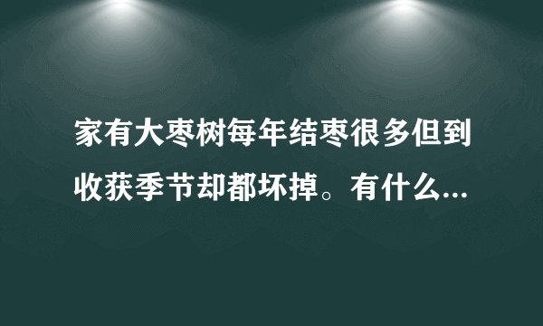 家有大枣树每年结枣很多但到收获季节却都坏掉。有什么办法吗？