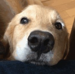 狗狗可以有多粘人?