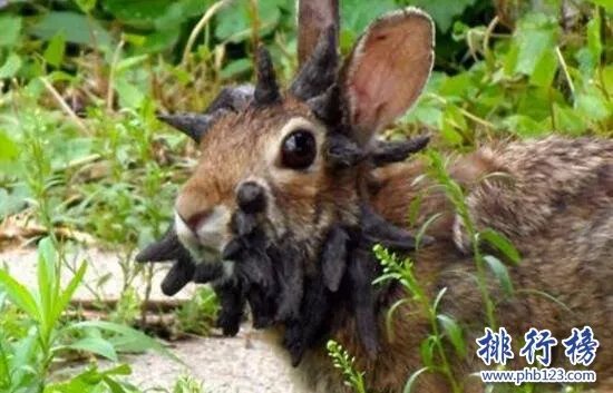 世界上最恐怖兔子：肿瘤兔(脸上长满黑色肿瘤)