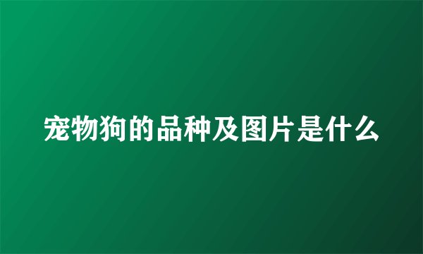 宠物狗的品种及图片是什么