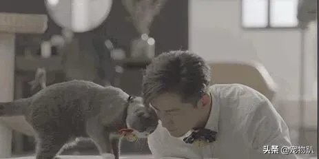 你知道哪些明星,在家养有什么样的宠物呢?