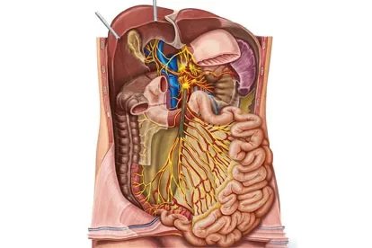 胸腔和腹腔示意图