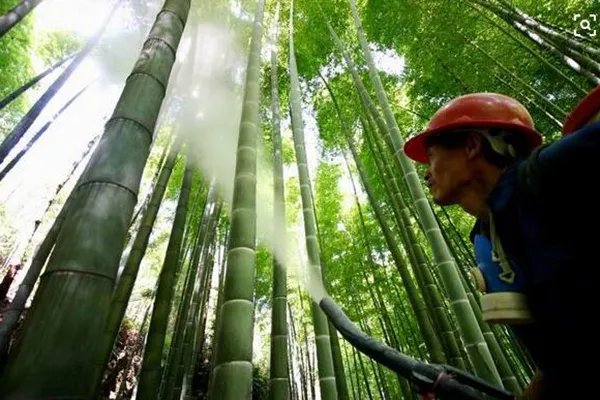 云南千亩竹林遭竹蝗啃食,应该如何防范竹蝗入侵?
