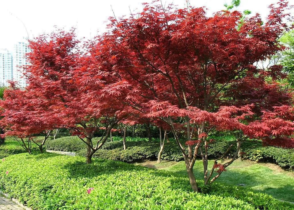四季红枫的特点是什么?