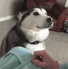 狗狗可以有多粘人?