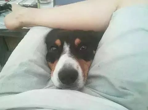 狗狗可以有多粘人?