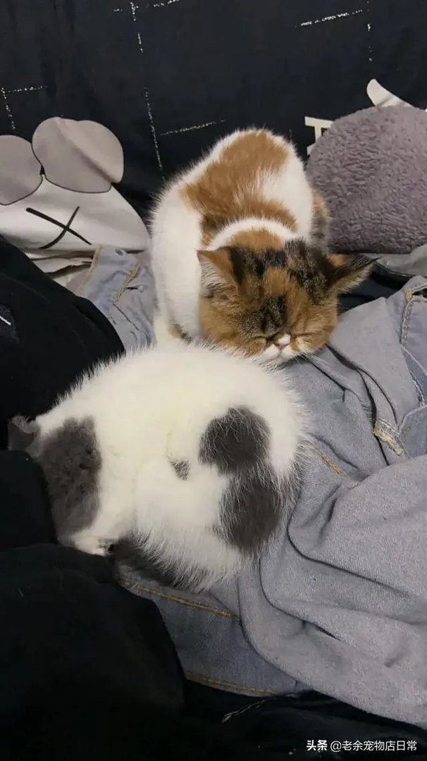 第一次养猫，是加菲猫，还是幼猫，请问有什么注意事项吗，详细一点，还是学生东西尽量平价一点谢谢啦？