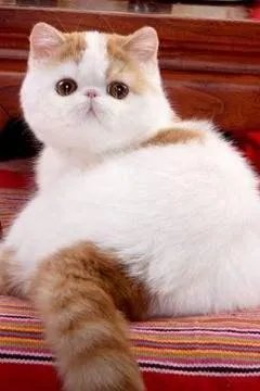 第一次养猫，是加菲猫，还是幼猫，请问有什么注意事项吗，详细一点，还是学生东西尽量平价一点谢谢啦？