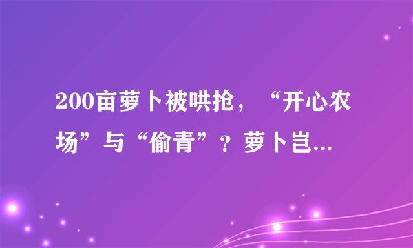 200亩萝卜被哄抢，“开心农场”与“偷青”？萝卜岂是想拔就拔？