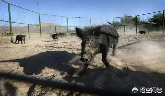 如何看待陕西安康野猪咬死一人伤一人,被击毙这件事?