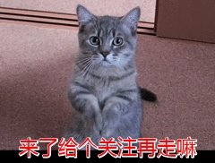 狗狗可以有多粘人?