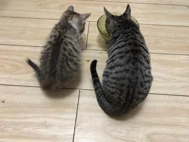 猫好养吗