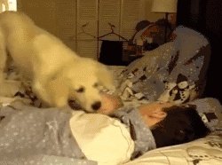 狗狗可以有多粘人?