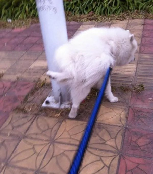 上海一宠物犬小区路灯杆旁撒尿触电死亡,物业该负责吗?