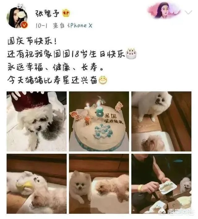 你知道哪些明星,在家养有什么样的宠物呢?