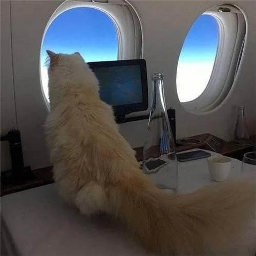 老佛爷去世后，那只继承了他21亿遗产的猫，如今生活得怎样？