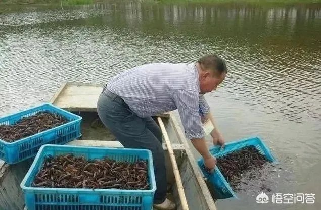 养殖小龙虾大概要准备多少资金？能不能挣钱？