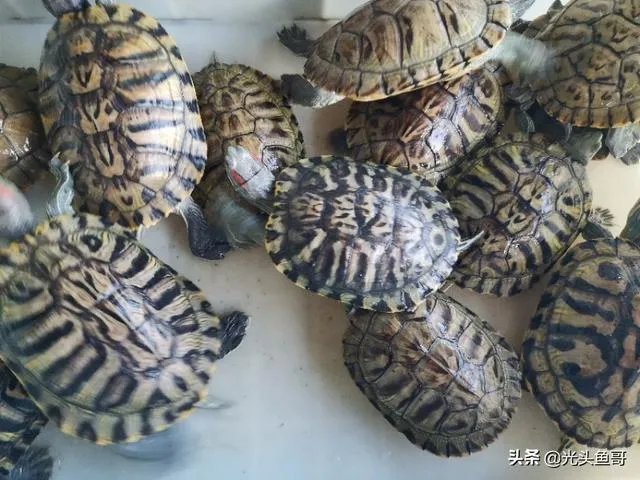 有没有什么便宜的乌龟适合在鱼缸里养的?不用晒台什么的?