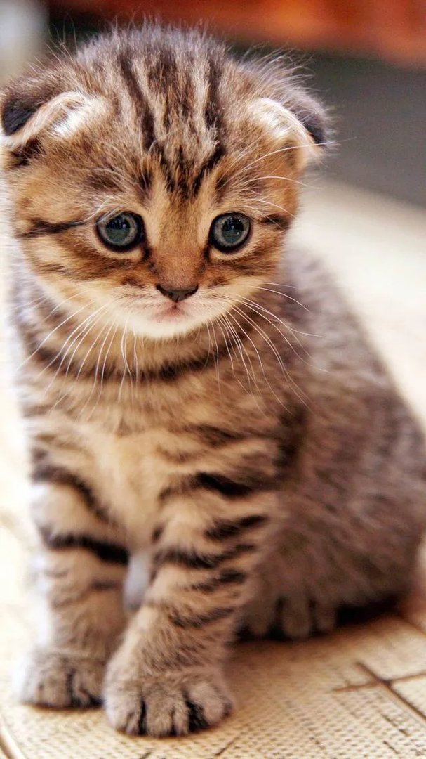 猫好养吗