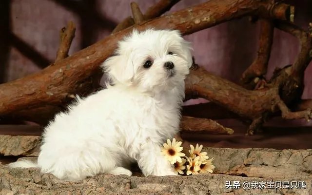 狗狗可以有多粘人?