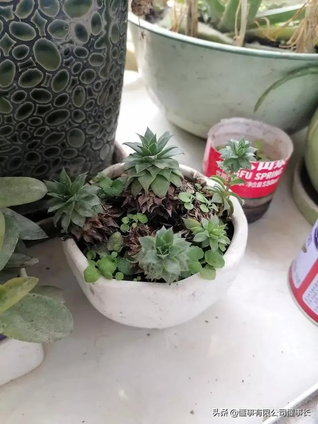头发软,爱出油而且大把大把的掉头发,请问什么洗发水好使?