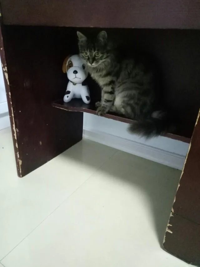 猫好养吗