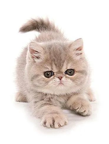 第一次养猫，是加菲猫，还是幼猫，请问有什么注意事项吗，详细一点，还是学生东西尽量平价一点谢谢啦？