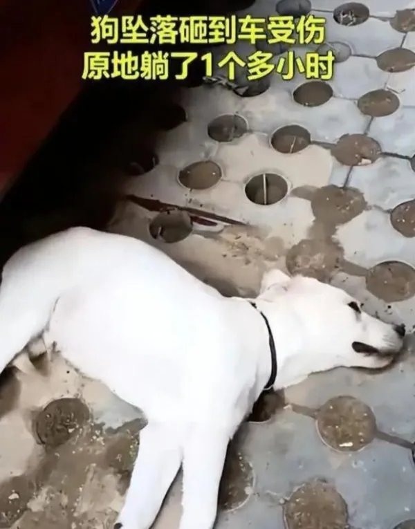 北京一户居民疑因吵架把狗推下4楼，夫妻吵架为何要迁怒到狗的身上？