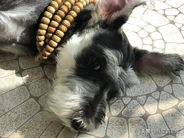狗狗可以有多粘人?