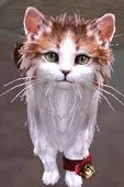 剑网3明教永久波斯猫 前置隐藏任务全攻略