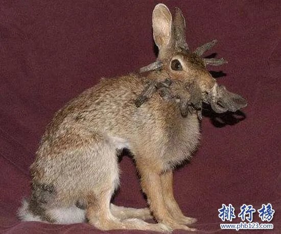 世界上最恐怖兔子：肿瘤兔(脸上长满黑色肿瘤)
