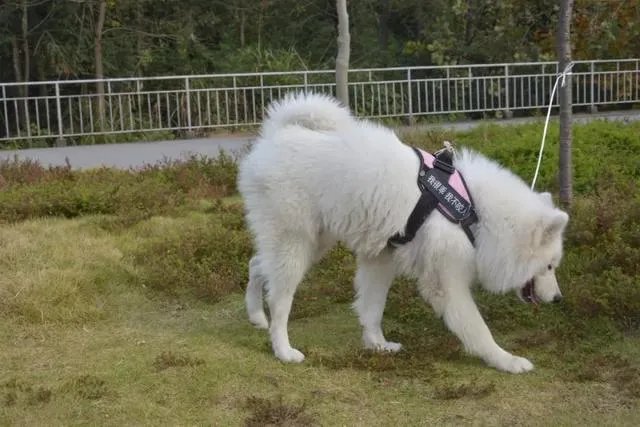 如何看待萨摩耶派出所报案这件事情?