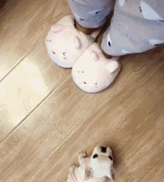 狗狗可以有多粘人?