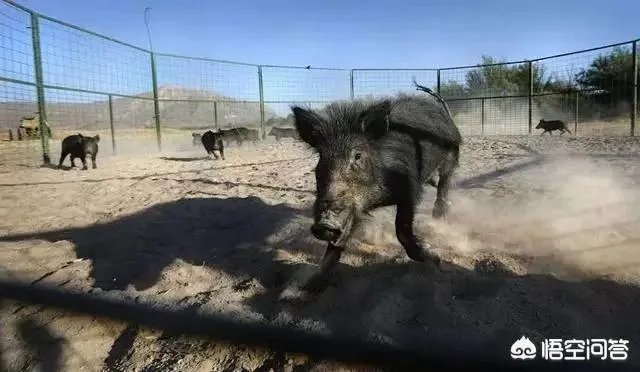 如何看待陕西安康野猪咬死一人伤一人,被击毙这件事?