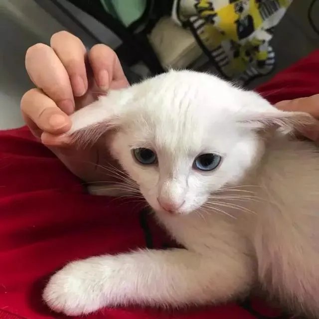 猫好养吗
