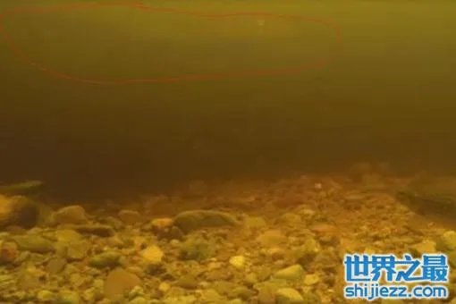 尼斯湖水怪可能是巨型鳗鱼?尼斯湖水怪之谜将真相大白