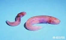 法国探险家被广西“洞穴珍惜水生物”惊呆，这种生物是什么来头？