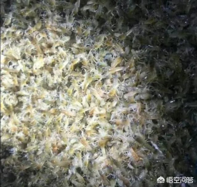 养殖小龙虾大概要准备多少资金？能不能挣钱？